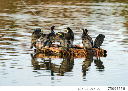 Great cormorant resting on a floating island 75095556
