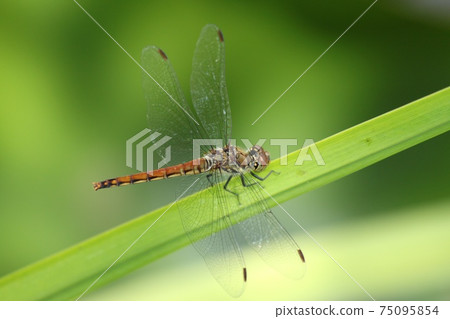 Brown Dragonfly - Stock Photo [75095854] - PIXTA