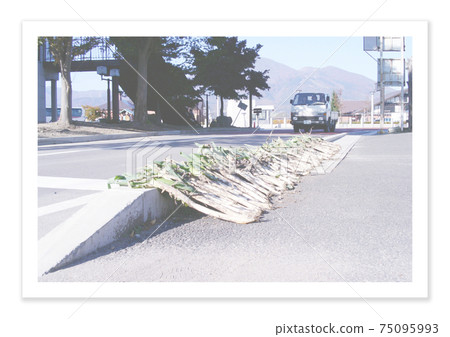 Film photo Roadside green onions Film photo Roadside green onions 75095993