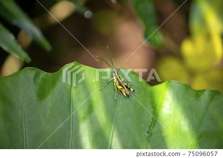 Iriomote morigata Iriomote morigata 75096057