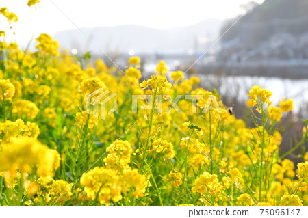 Rape blossoms 75096147