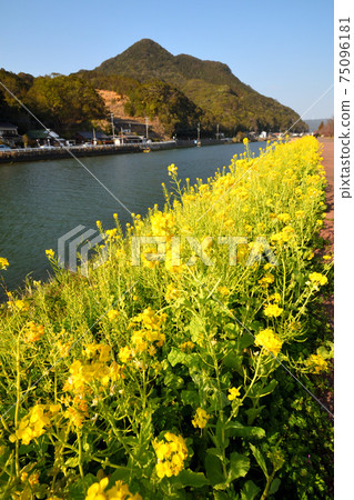 Rape blossoms Rape blossoms 75096181