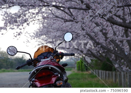Bike and cherry blossoms Bike and cherry blossoms 75096590
