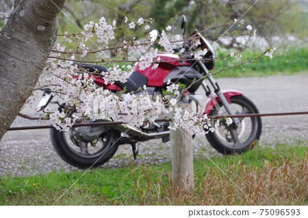 自行車和櫻花 75096593