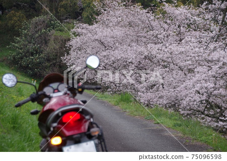 Bike and cherry blossoms Bike and cherry blossoms 75096598