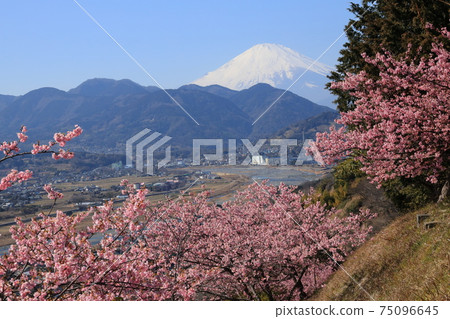 Matsudayama Herb Garden Kawazu Sakura and Mt. Fuji Matsudayama Herb Garden Kawazu Sakura and Mt. Fuji 75096645