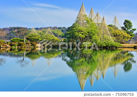 [Ishikawa Prefecture] Kenrokuen in fine weather, Yukitsuri Karasakimatsu 75096750