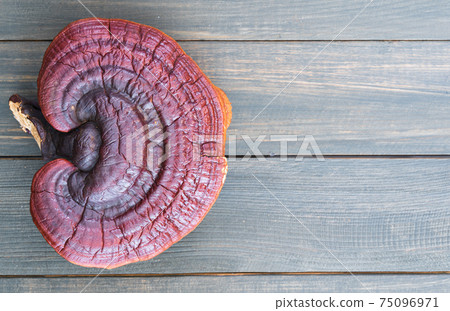 Ganoderma lucidum mushroom on wood table Ganoderma lucidum mushroom on wood table 75096971