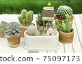 Mix of cactus and succulent plant arrangement with house mini figure terrarium 75097173