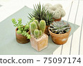 Mix of cactus and succulent plant pots on table clothes background 75097174