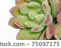 Close up of green with red margin echeveria succulent plant white background 75097175