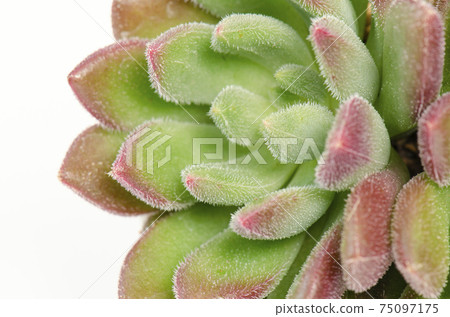 Close up of green with red margin echeveria succulent plant white background 75097175