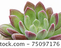 Close up of green with red margin echeveria succulent plant white background 75097176