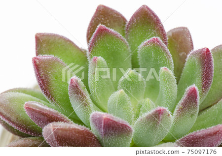 Close up of green with red margin echeveria succulent plant white background 75097176