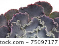 Close up of curly purple echeveria succulent leaves, background 75097177