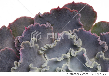 Close up of curly purple echeveria succulent leaves, background 75097177
