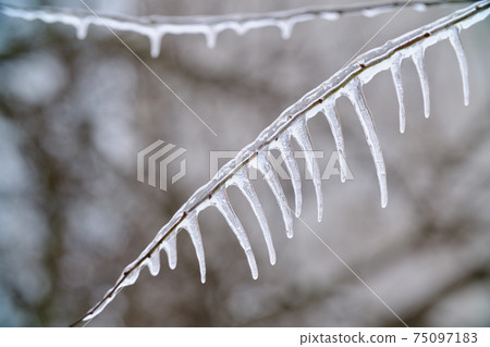 spring icicles closeup spring icicles closeup 75097183