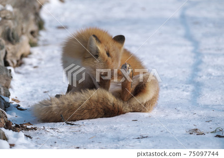 紅狐狸美容 75097744