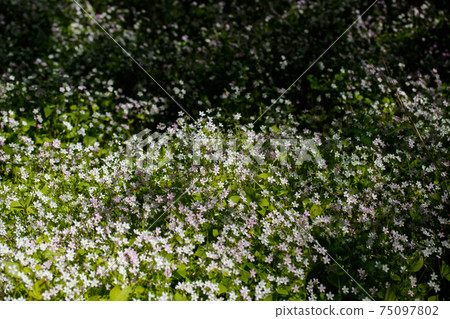 Background of white wildflowers of Claytonia sibirica in shady forest 75097802