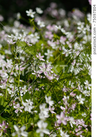 Background of white wildflowers of Claytonia sibirica in shady forest Background of white wildflowers of Claytonia sibirica in shady forest 75097804
