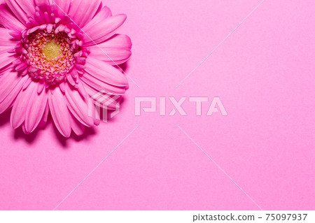 Pink gerbera flower background material Pink gerbera flower background material 75097937