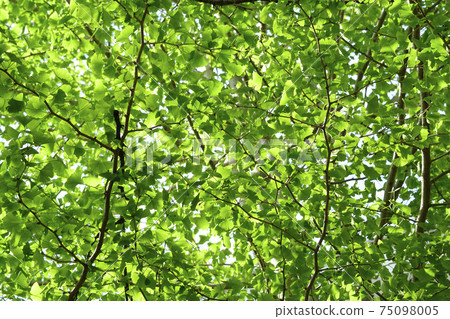 新鮮的綠色銀杏葉色為綠色 75098005