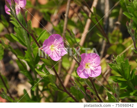 Evening Primrose (Wild Grass) 75098042