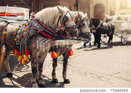 Decorated horses with carriages in old town of Krakow, Poland in summer, tourist attraction 75098569