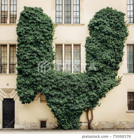 Funny green ivy wall on urban house Funny green ivy wall on urban house 75098576