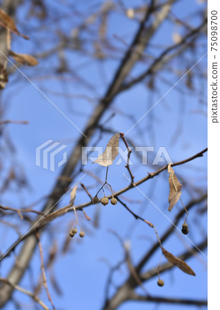 Small-leaved lime Small-leaved lime 75098700