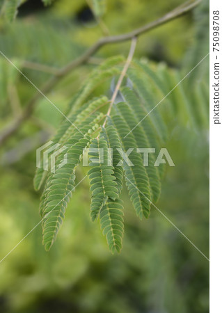Silk tree Silk tree 75098708