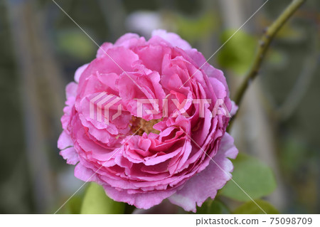 Rose Yves Piaget 75098709