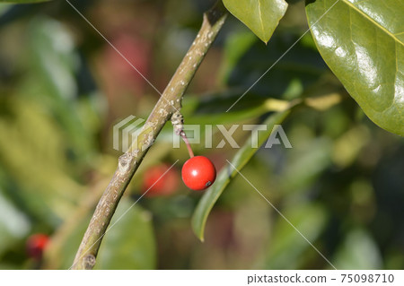 Holly Nellie R. Stevens Holly Nellie R. Stevens 75098710