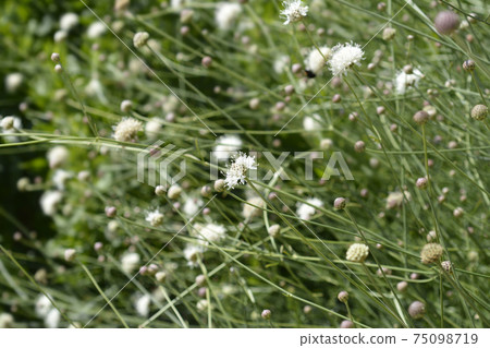 Giant scabious 75098719