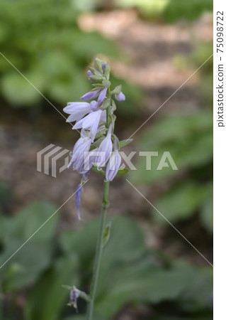 Siebolds Plantain lily 75098722