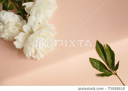 Flat lay with white peonies flowers and green leaves on pastel pink color 75098810