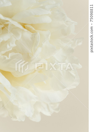 Close-up of white creamy flower petals of peony, innocence and femininity concept 75098811