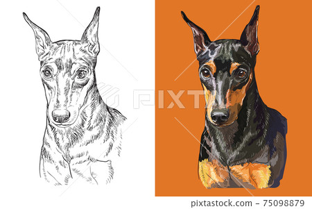 Vector illustration portrait of cute funny dog Miniature Pinscher 75098879