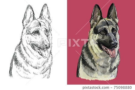 Vector illustration portrait of cute funny dog German Shepherd Vector illustration portrait of cute funny dog German Shepherd 75098880