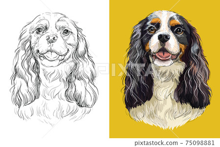 Vector illustration portrait of cute funny dog Cavalier King Charles Spaniel Vector illustration portrait of cute funny dog Cavalier King Charles Spaniel 75098881
