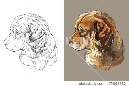 Vector illustration portrait of cute funny dog Caucasian Shepherd Vector illustration portrait of cute funny dog Caucasian Shepherd 75098882