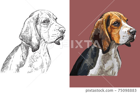 Vector illustration portrait of cute funny dog Beagle Vector illustration portrait of cute funny dog Beagle 75098883