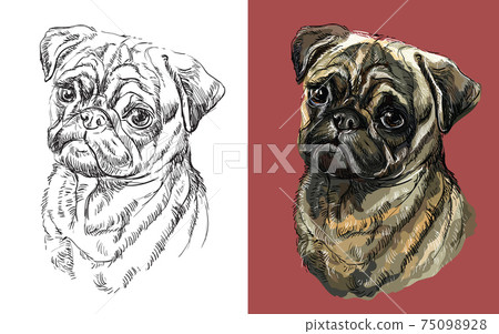 Vector illustration portrait of cute funny dog Pug 75098928