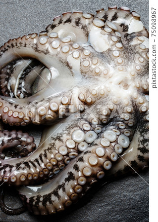 Seafood, close up of whole raw big octopus on a plate ready for preparing Seafood, close up of whole raw big octopus on a plate ready for preparing 75098967