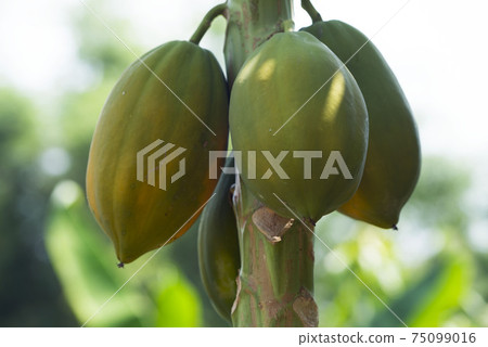 Photo close up of papaya tree with green fruits 75099016