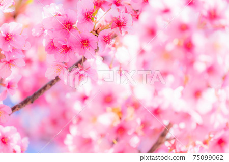 Kawazu cherry blossoms in full bloom 75099062
