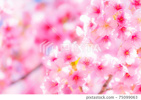 Kawazu cherry blossoms in full bloom 75099063