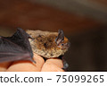 Little brown bat. 75099265