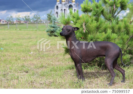 The Xoloitzcuintle, Mexican Hairless Dog. A purebred dog poses. The Xoloitzcuintle, Mexican Hairless Dog. A purebred dog poses. 75099557
