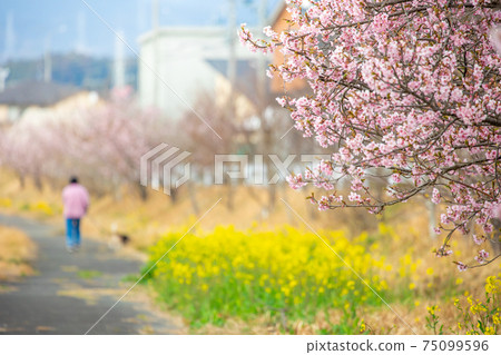 一隻狗在春天在河床上walk 一隻狗在春天在河床上walk 75099596